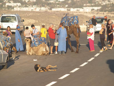 Tranquille... le chien !!!