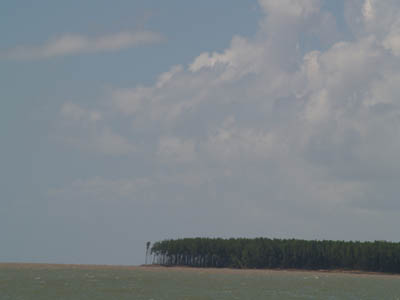 L'eau (marron...), la mangrove (verte...) et le ciel (bleu...) !!!