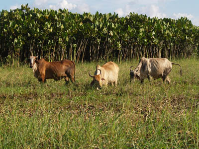 Les vaches locales, genre zbus!!!