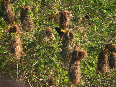 Nids de cacique  cul jaune... ils sont dedans !!!