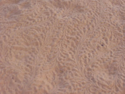 Trace de bbs tortues... SI !!!
