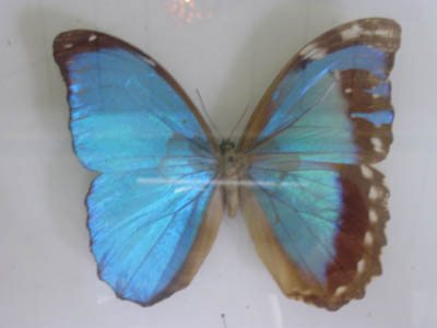 Morpho de face...