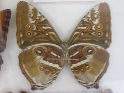 Morpho de dos...