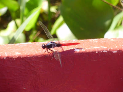 Libellule  bord !!!